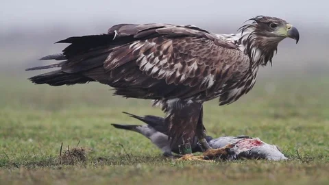 Sea eagle in Hungary Stock Footage 71936031