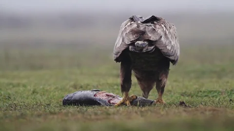 Sea eagle in Hungary Stock Footage 71952540