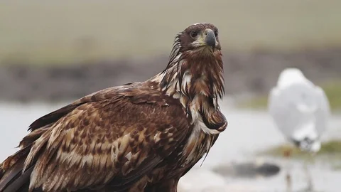 Sea eagle in Hungary Stock-Footage 71955176
