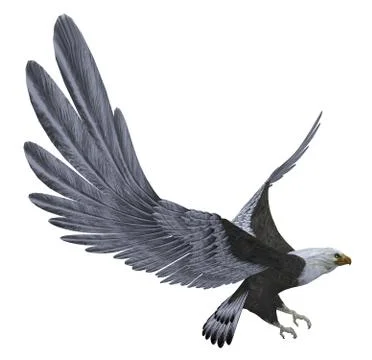 Sea eagle isolated on white background Stock Illustration