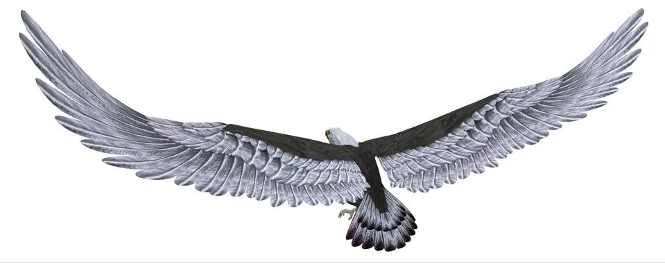 Sea eagle isolated on white background Stock Illustration