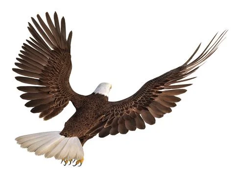 Sea eagle isolated on white background Stock Illustration