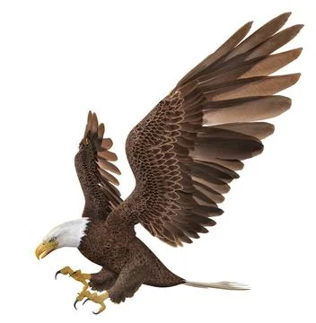 Sea eagle isolated on white background Stock Illustration