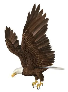 Sea eagle isolated on white background Stock Illustration