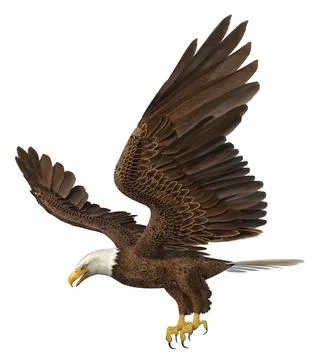 Sea eagle isolated on white background Stock Illustration