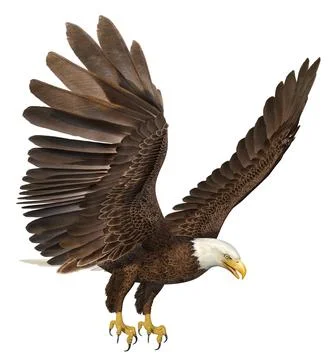 Sea eagle isolated on white background Stock-Illustration