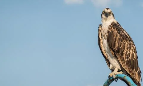 Sea eagle looking into the camera with blue sky at the sea detail Stock Photos