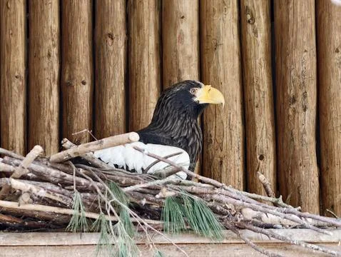Sea Eagle Nesting. Large Maritime Eagle Seated On Its Nest Amidst Wooden Fe.. Stock Photos
