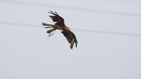 A sea eagle or fish eagle soars in sky behind telecommunication cables in Stock Footage 278213275