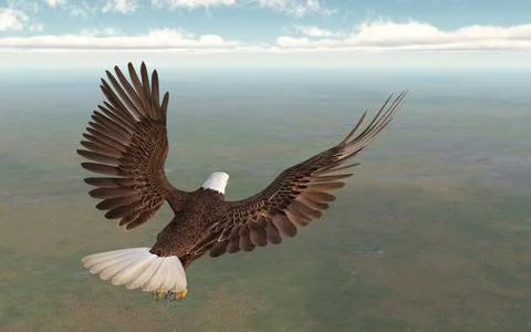Sea eagle over a landscape Stock Illustration