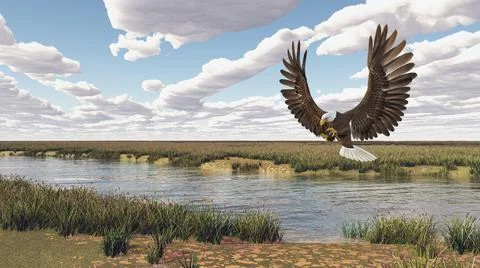 Sea eagle over a river landscape Stock Illustration