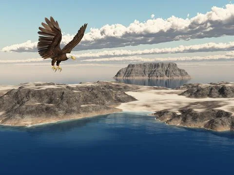 Sea eagle over the sea Stock-Illustration