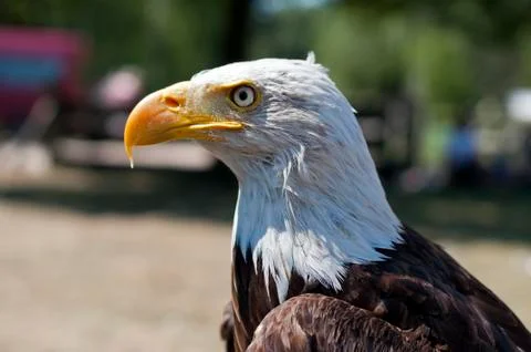 Sea eagle Foto stock
