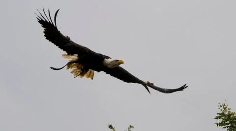 Sea eagle Stock Photos