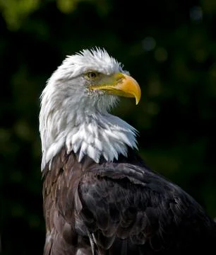 Sea eagle Stock Photos