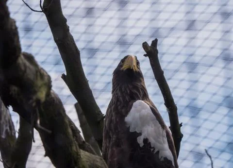 Sea eagle Stock Photos