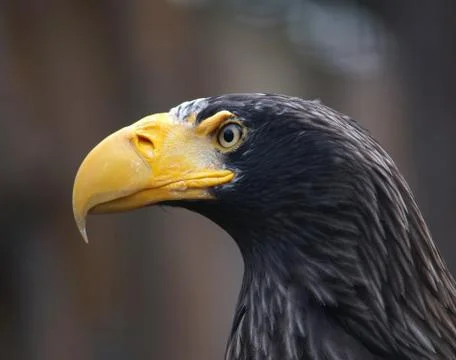 Sea eagle Stock Photos