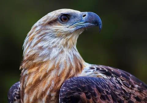 Sea Eagle Foto stock