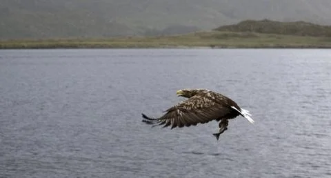 Sea Eagle Stockfoto's