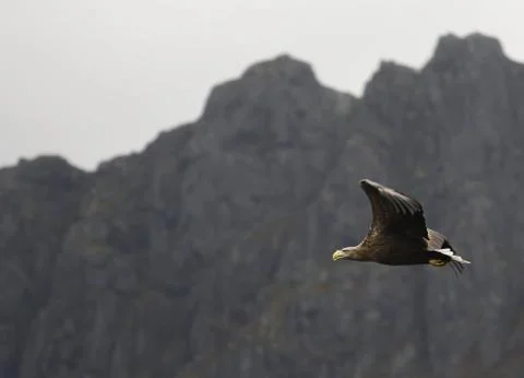 Sea Eagle Stockfoto's