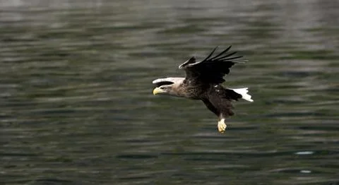 Sea Eagle Stockfoto's