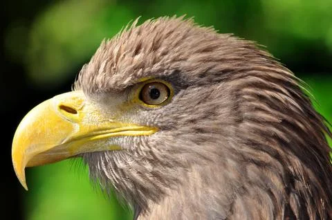 Sea eagle  Foto stock