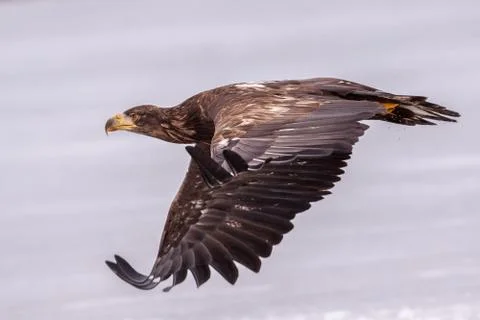 Sea eagle 写真素材