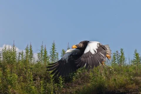 Sea eagle Stock Photos