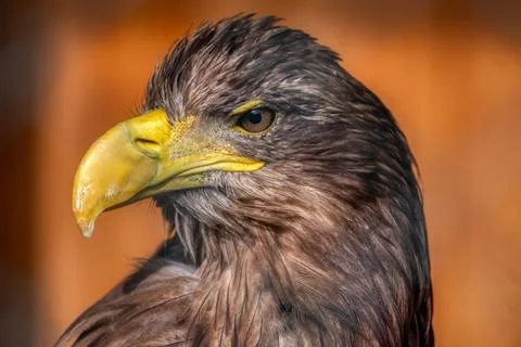Sea Eagle Stock Photos