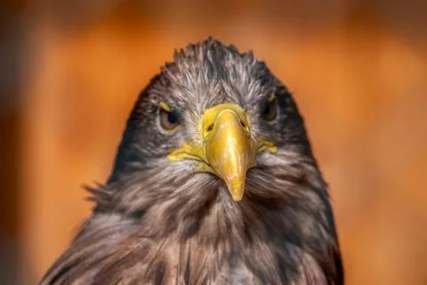 Sea Eagle Stock Photos