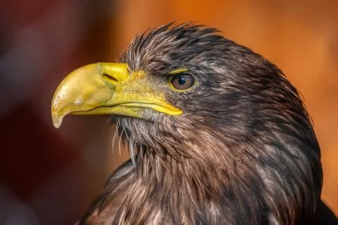 Sea Eagle 스톡 사진