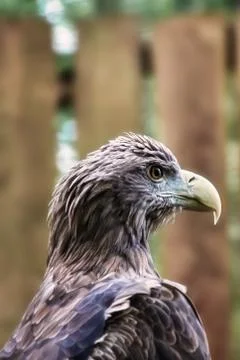Sea eagle portrait Stock Photos