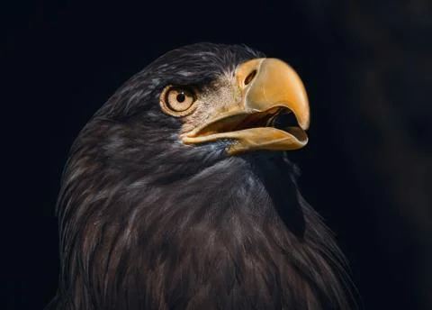 Sea Eagle Portrait Foto stock