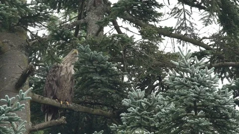 SEA EAGLE SIT ON TREE OBSERVE RAIN SCOTLAND HD Stock Footage 90623824