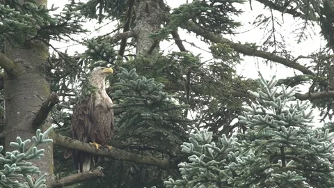 SEA EAGLE SIT ON TREE RAIN SCOTLAND HD Stock Footage 90623899
