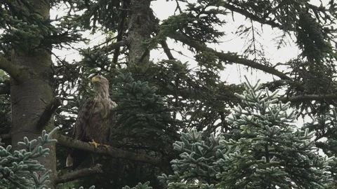 SEA EAGLE SIT ON TREE SCOTLAND HD Stock Footage 90623992