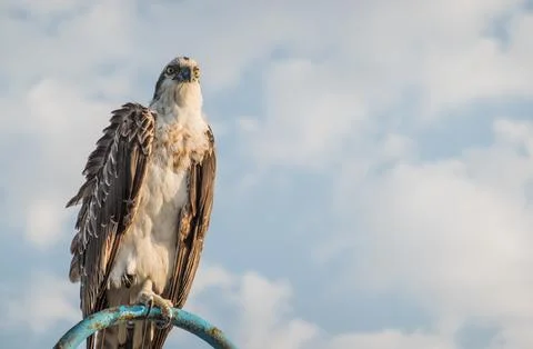 Sea eagle sitting on a lantern at the beach and looking to the landscape an.. Stock Photos