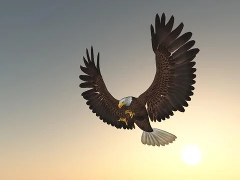 Sea eagle at sunset Stock Illustration