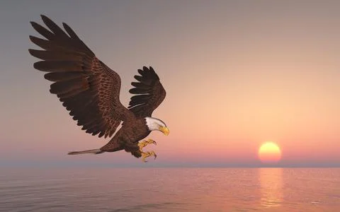 Sea eagle at sunset Stock Illustration