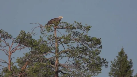 Sea eagle on a tree Stock Footage