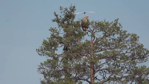 Sea eagle on a tree Stock Footage
