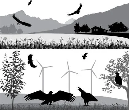 Sea eagle in wildlife Stock Illustration