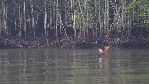 Sea Eagles Diving for Fish Stock Footage 104418005