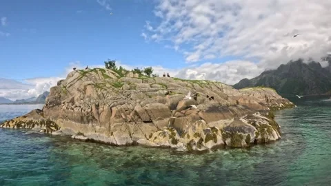 Sea eagles perched on rocky islet with flying seagulls in clear fjord Lofoten Vidéo 344453270
