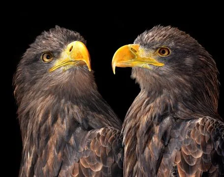Sea eagles  Foto stock