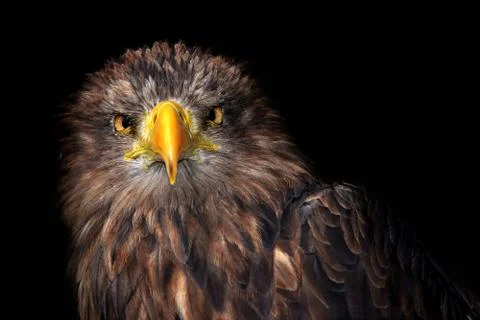 Sea eagles Stock Photos