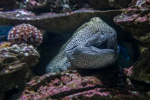 Sea eel among rocks under water Stock Photos