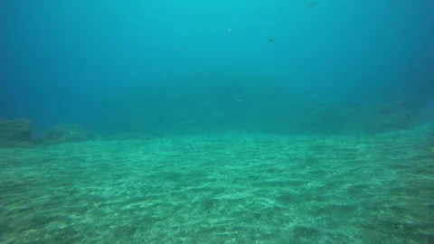 Sea eel conger fish stick out vertically underwater on seabed of volcanic origin Stockbeeldmateriaal 139329881