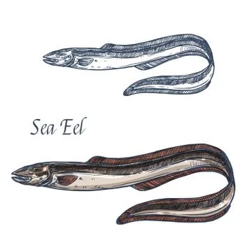 Sea eel fish vector isolated sketch icon Stock Illustration