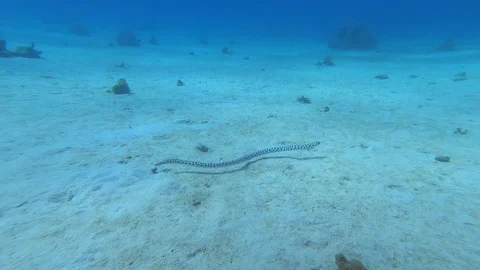 Sea eel hunting. Close up. 動画素材 128937935